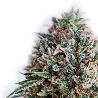 CBD+ Critical 47 (Positronics) feminizovan&aacute;