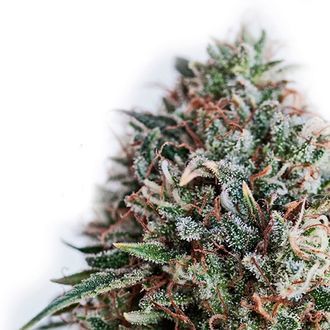 CBD+ Critical 47 (Positronics) feminizovan&aacute;