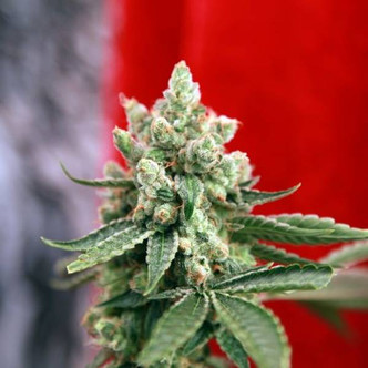 Guayaka (Reggae Seeds) regul&eacute;rn&iacute;