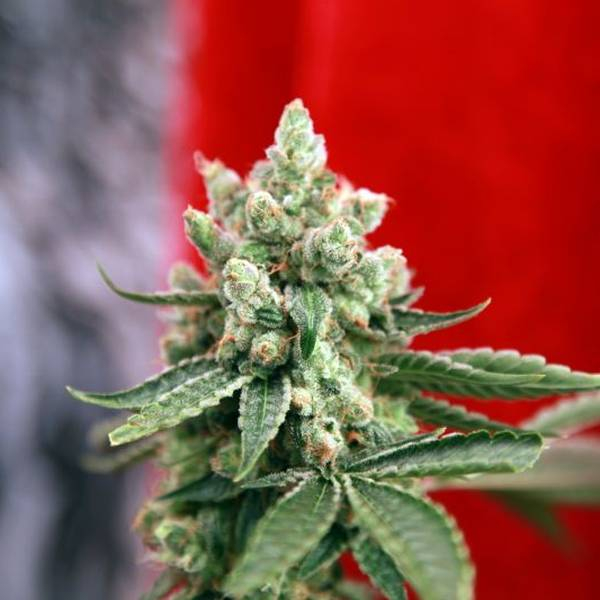 Guayaka (Reggae Seeds) regulérní