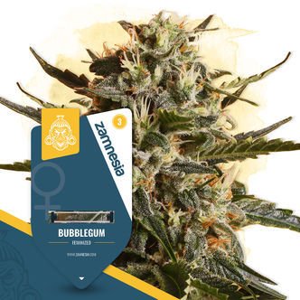 Bubblegum (Zamnesia Seeds) feminizovan&aacute;