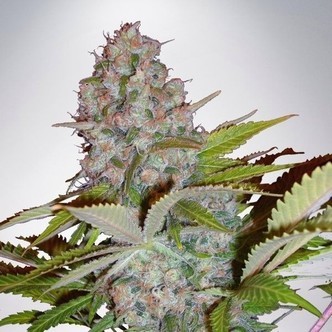 Auto Cheese NL (Ministry of Cannabis) feminizovan&aacute;