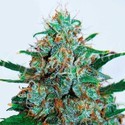 Critical Neville Haze Samonakvétací (Delicious Seeds) feminizovaná