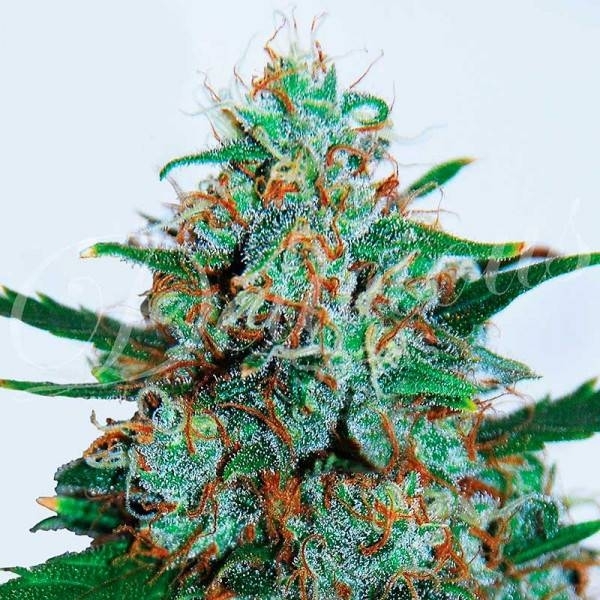Critical Neville Haze Samonakvétací (Delicious Seeds) feminizovaná