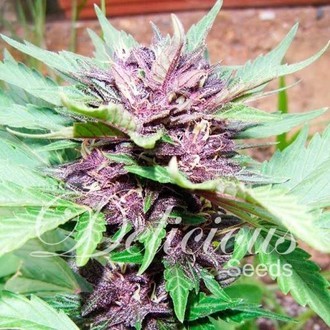Auto Dark Purple (Delicious Seeds) feminizovan&aacute;