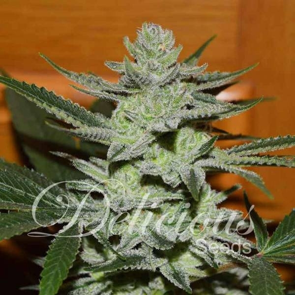 Unknown Kush (Delicious Seeds) feminizovaná