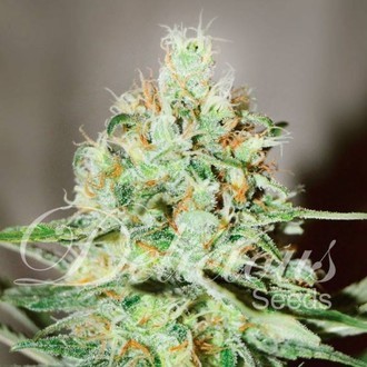 J&auml;gg Kush (Delicious Seeds) feminizovan&aacute;