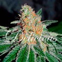 CBD Jam (Delicious Seeds) feminizovaná