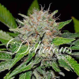 Deep Mandarine (Delicious Seeds) feminizovan&aacute;