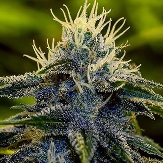 Afghan Samonakv&eacute;tac&iacute; (Positronics) feminizovan&aacute;