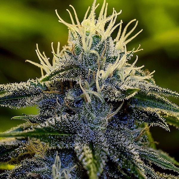 Afghan Samonakvétací (Positronics) feminizovaná