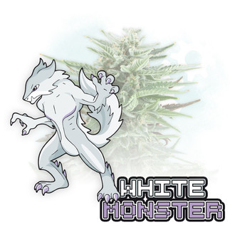White Monster Samonakvétací (Zamnesia Seeds) feminizovaná
