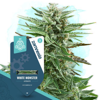 White Monster Samonakvétací (Zamnesia Seeds) feminizovaná