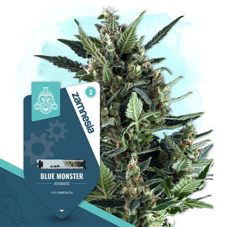 Blue Monster Samonakv&eacute;tac&iacute; (Zamnesia Seeds) feminizovan&aacute;