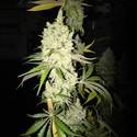 Tangie Ghost Train (Little Chief Collabs) feminizovaná