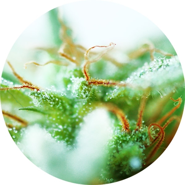 Dr. Tao Sativa (Top Tao Seeds) regulérní