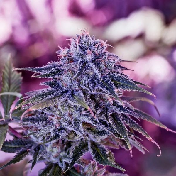 Blue Rhino (Positronics) feminizovaná