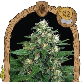 Exotic Thai (Exotic Seed) feminizovan&aacute;