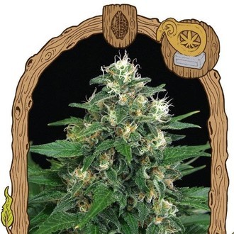 Exotic Thai (Exotic Seed) feminizovan&aacute;