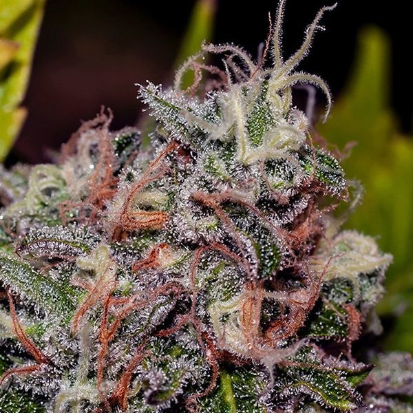 Caramelice (Positronics) feminizovaná