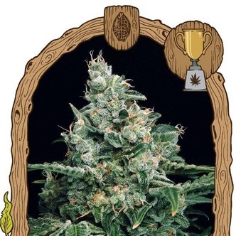 Sir Jack (Exotic Seed) feminizovan&eacute;