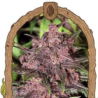 Black Haze (Exotic Seed) feminizovan&aacute;
