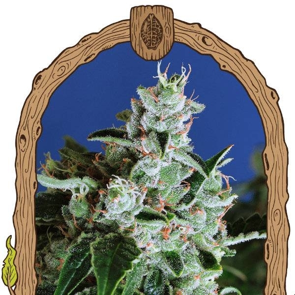 Sir Jack Auto (Exotic Seed) feminizovaná