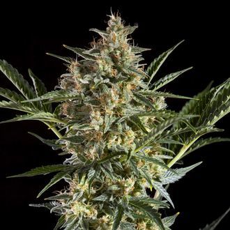 Sleepy Yoda Auto (Philosopher Seeds) feminizovan&aacute;