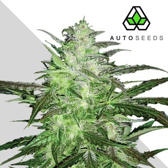 Auto Chemdog (Auto Seeds) feminizovan&aacute; Samonakv&eacute;tac&iacute;