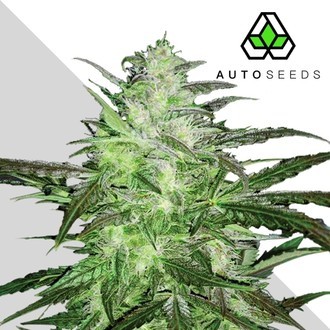 Auto Chemdog (Auto Seeds) feminizovan&aacute; Samonakv&eacute;tac&iacute;