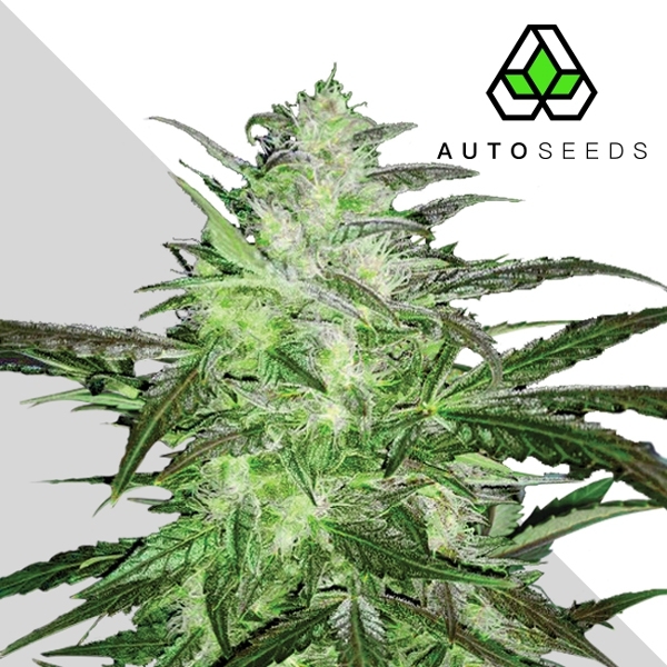 Auto Chemdog (Auto Seeds) feminizovaná Samonakvétací