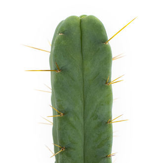 Kaktus čtyř větrů (Echinopsis lageniformis forma quadricostata)