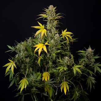 Monster Dwarf Samonakvétací (Zamnesia Seeds) feminizovaná