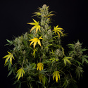 Monster Dwarf Samonakvétací (Zamnesia Seeds) feminizovaná