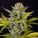 Monster Dwarf Samonakvétací (Zamnesia Seeds) feminizovaná