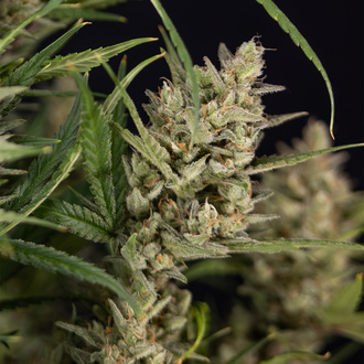 Monster Dwarf Samonakvétací (Zamnesia Seeds) feminizovaná