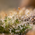 Monster Dwarf Samonakvétací (Zamnesia Seeds) feminizovaná