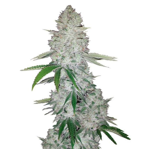 GG#4 Auto (FastBuds) feminizovaná