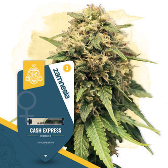 Cash Express (Zamnesia Seeds) feminizovan&aacute;