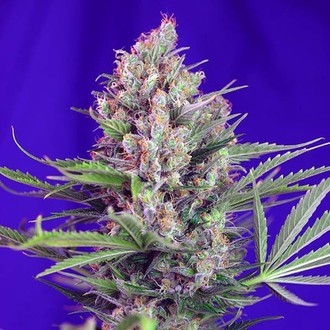 Cream Mandarine - F1 Fast Version (Sweet Seeds) feminizovan&aacute;