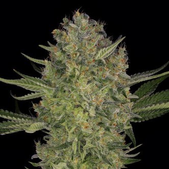 Serious Kush (Serious Seeds) feminizovan&aacute;