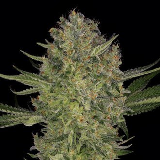 Serious Kush (Serious Seeds) feminizovan&aacute;