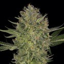 Serious Kush (Serious Seeds) feminizovaná
