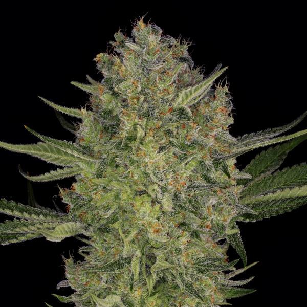 Serious Kush (Serious Seeds) feminizovaná