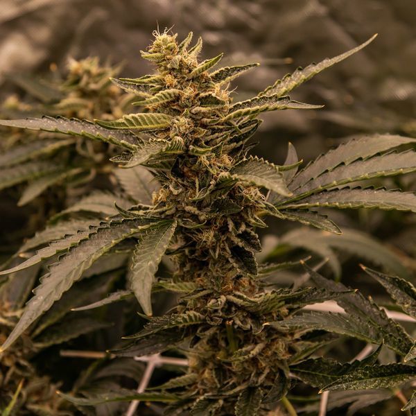 White Choco (Amsterdam Genetics) feminizovaná