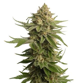 AK-OG Kush (Amsterdam Genetics) feminizovan&eacute;