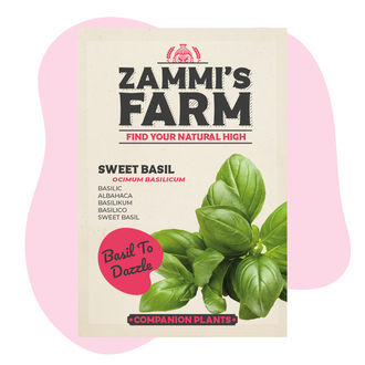 Balíček Sweet Basil (Ocimum basilicum) Buddy Pack