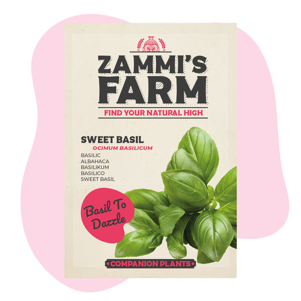 Balíček Sweet Basil (Ocimum basilicum) Buddy Pack