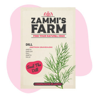 Kopr (Anethum graveolens) Buddy Pack