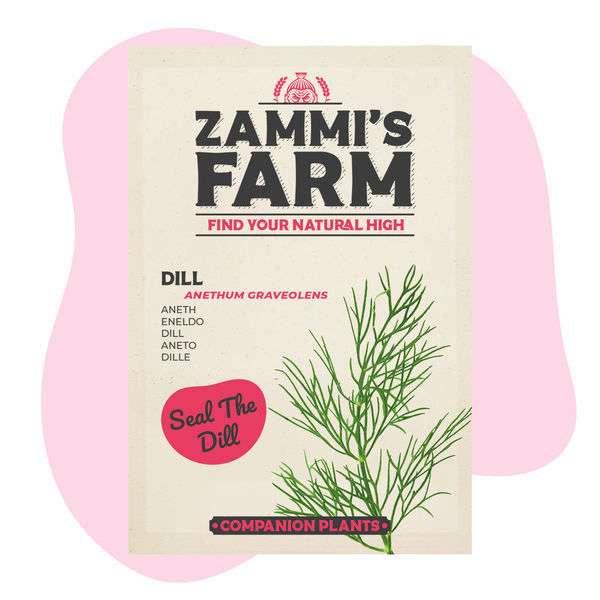 Kopr (Anethum graveolens) Buddy Pack